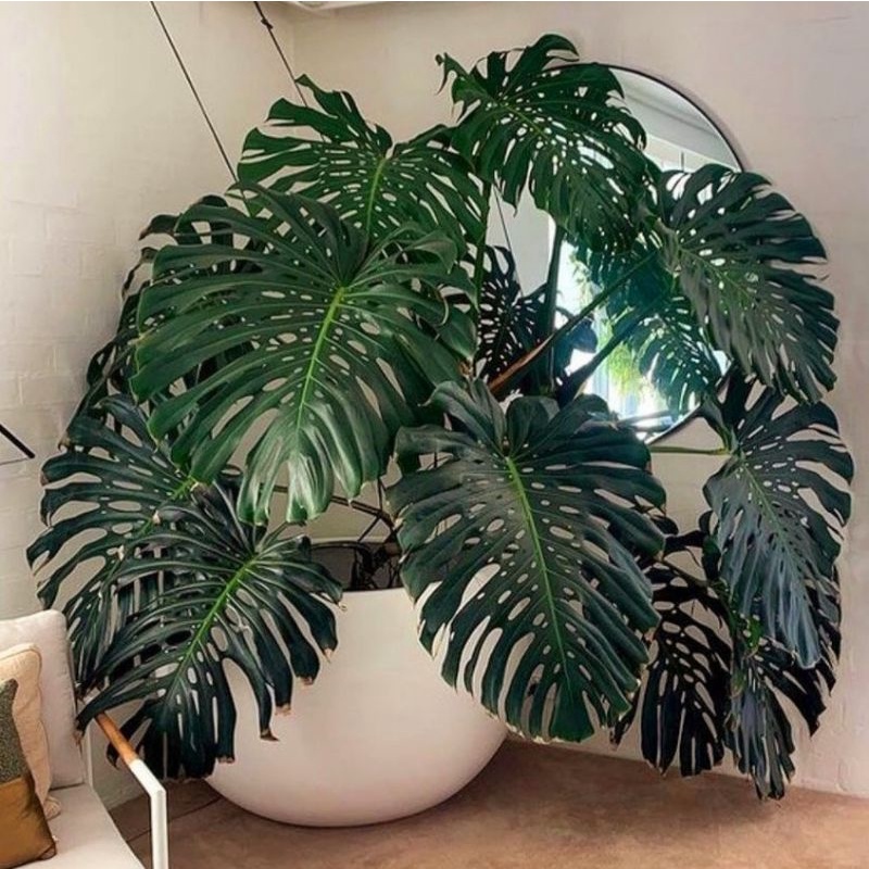 Tanaman hias monstera varigata king / monstera varigata deliciosa /Tanaman hias meja/ Tanaman hias i