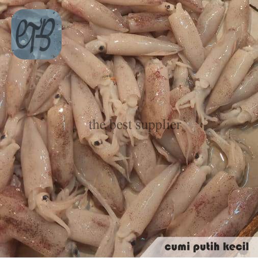 

Cumi Putih Kecil Segar