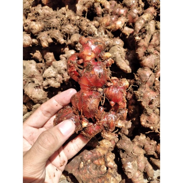 

JAHE MERAH SEGAR 1KG SUPER MURAH JAHE MERAH TUA RIMPANG