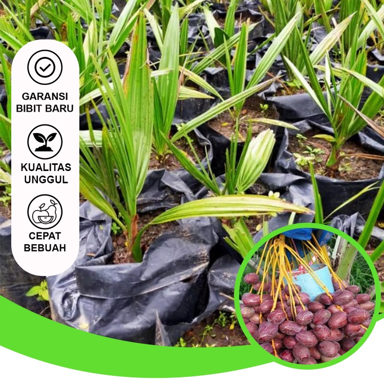 Bibit Kurma Ajwa Bibit Buah Unggul Siap Berbuah Bibit Tambulapot Bisa di Tanam di Dalam Pot