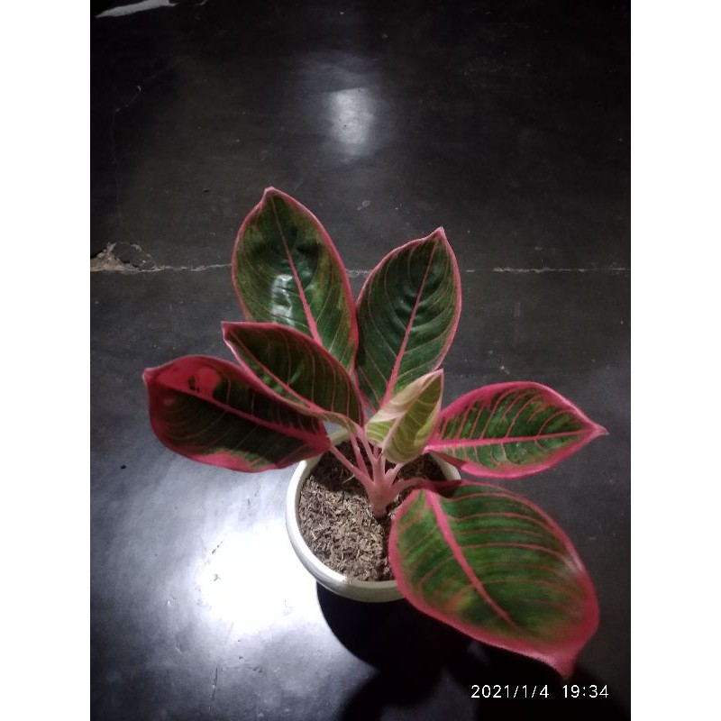 

aglonemaKhanzaa