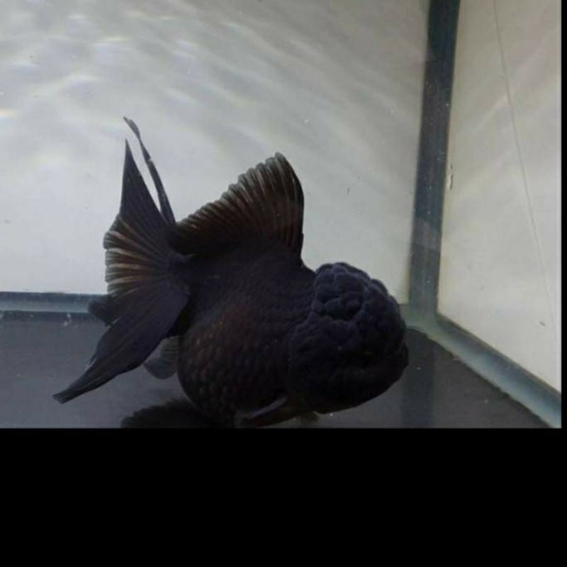 

oranda hitam big
