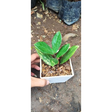 Tanaman Hias Anthurium Zamia Culcas Variegata