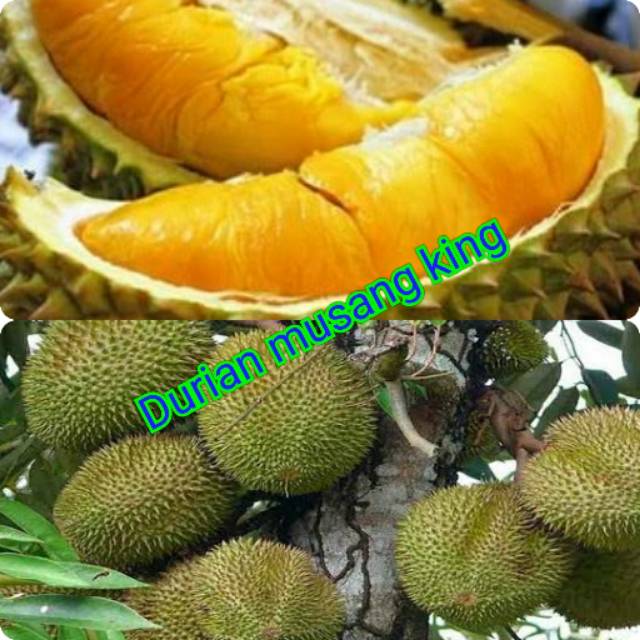 Bibit durian musang king super