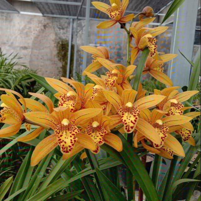 Anggrek Tanah Goldenboy Coklat Golden Tiger import