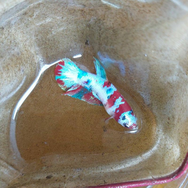 Female Cupang Betina Red Koi Galaxy Multi GRADE