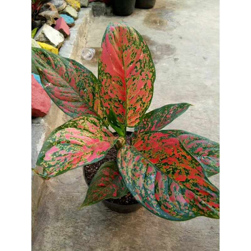 Aglonema venus dewasa remaja