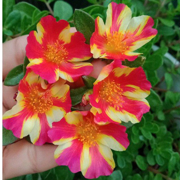 Krokot Duna Siam Red Import From Malaysia