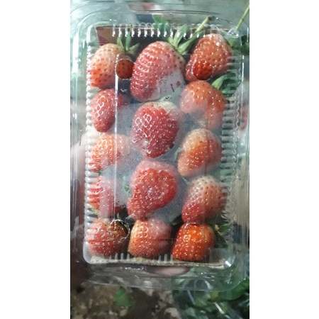 

buah setroberi segar/1,bungkus
