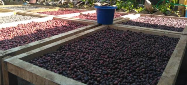 BIJI ROBUSTA NATURAL BEAN KOPI TEMANGGUNG