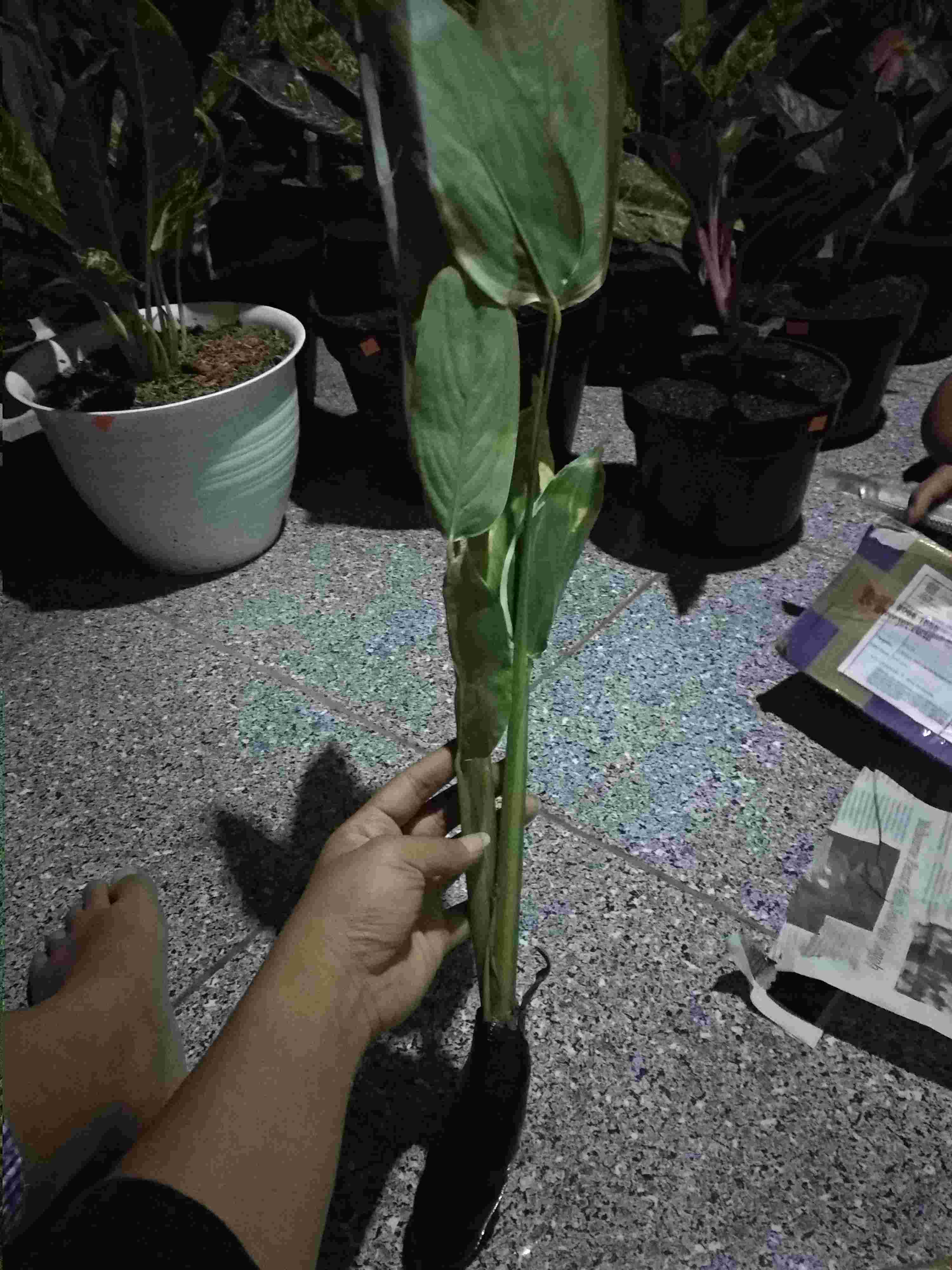 Tanaman Hias Heliconia Varigata - Pisang Pisangan Varigata