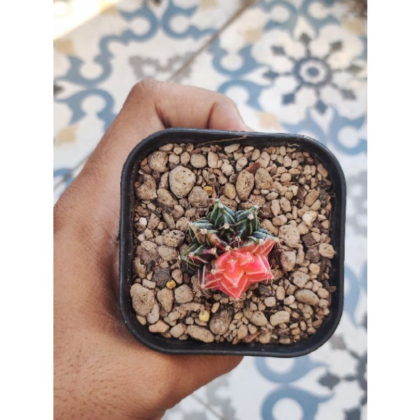 gymno miha variegata