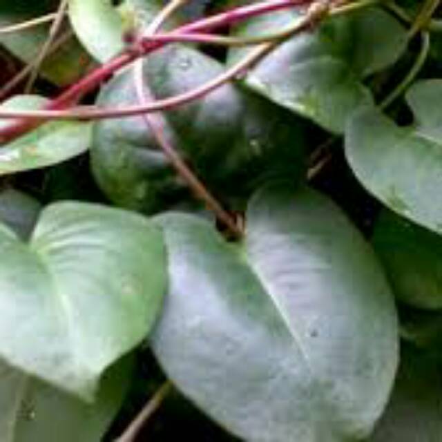 

Daun Binahong Asli/ fresh