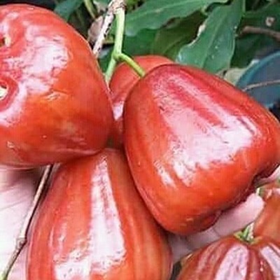Bibit Jambu Dalhari - Jambu Madu Merah