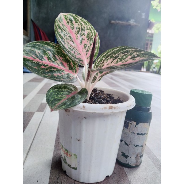 aglo widuri realpict