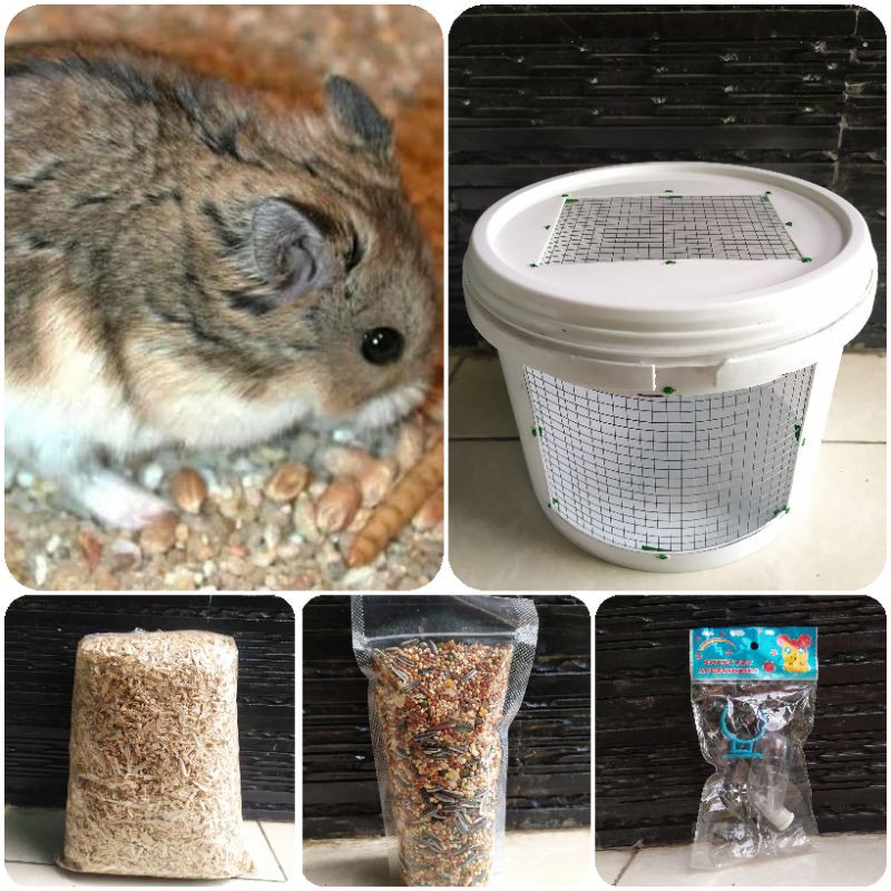 Paket sepasang hamster campbell polos