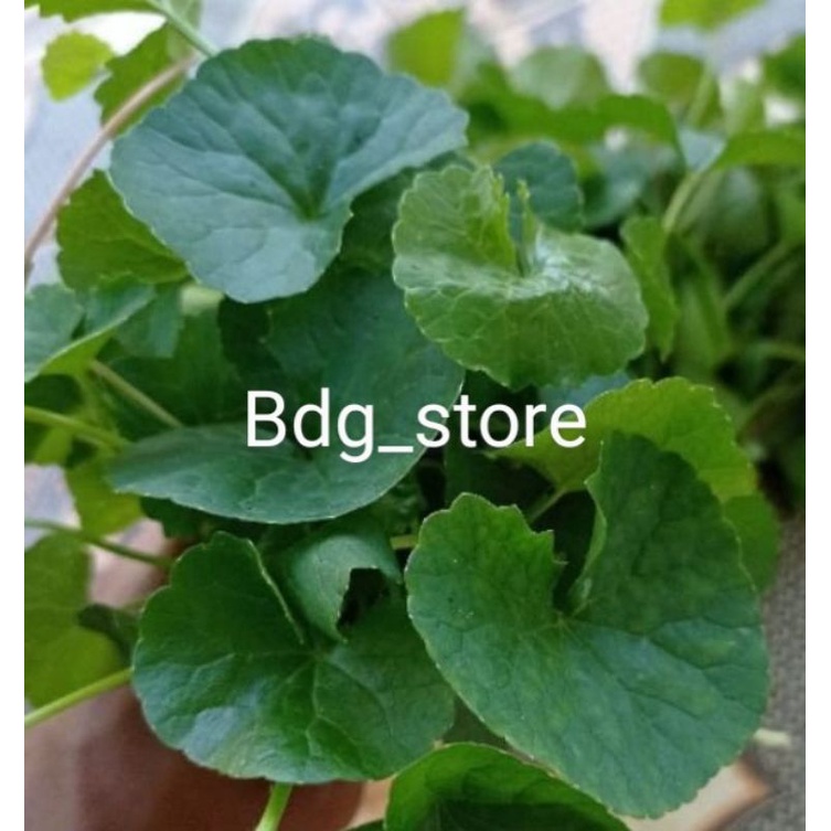 

daun pegangan/antanan prest 500 GRAM