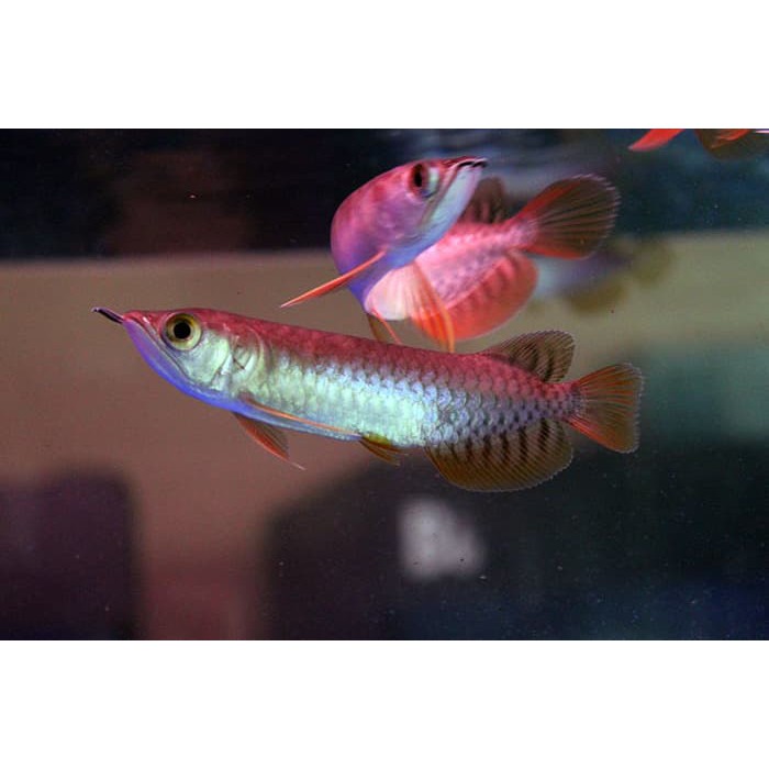 Ikan Arwana Golden Red