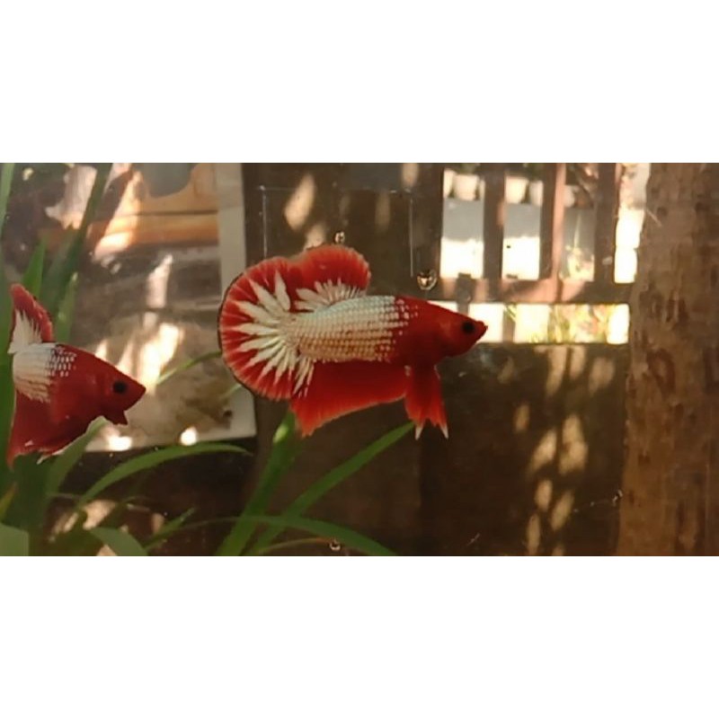 FCCP RED HEAD , FCCP Star Tail , FCCP Ekor Sakura (Vietnam)