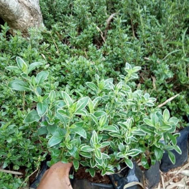 Pohon mirten varigata tanaman hias bibit bonsai mirten Pohon mirten varigata tanaman hias bibit bonsai mirten
