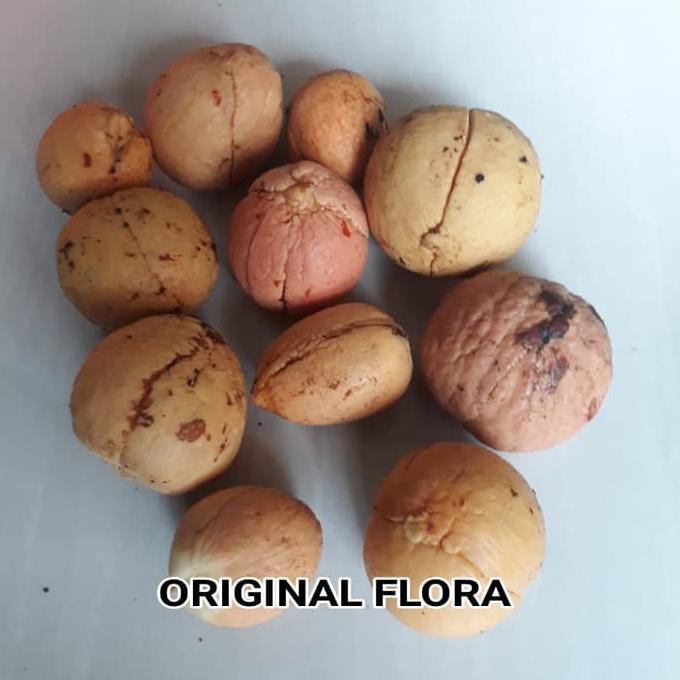 Biji Alpukat Benih Alpukat Biji Alpokat Bibit Alpukat Oflor33