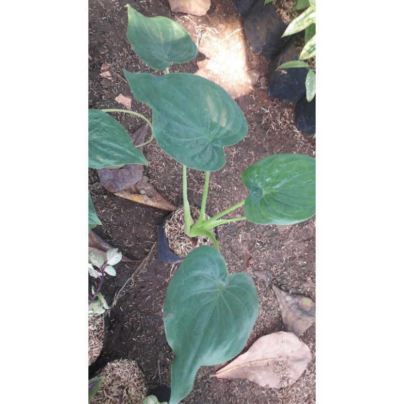 Tanaman Herbal Keladi Tikus - Pohon Keladi Tikus Obat Herbal - Caladium