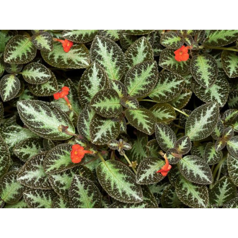Tanaman hias episcia cupreata - tanaman gantung kekinian ...