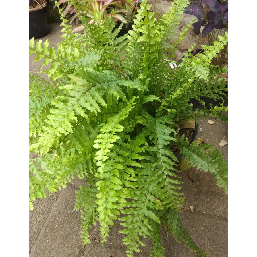 Luar Biasa Gambar Tanaman  Pakis  Bunga Hias