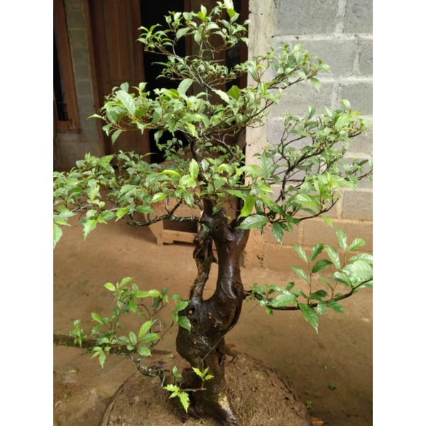bahan bonsai amplas hitam realpic sesuai gambar