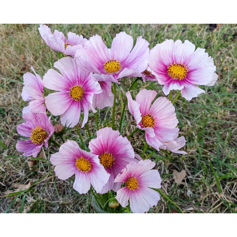 Benih Bibit Biji - Bunga Cosmos Daydream Flower Seeds - IMPORT