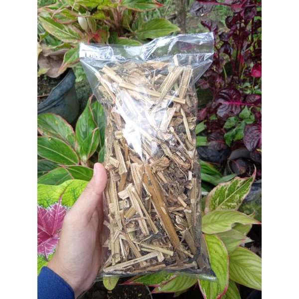 

Daun Ciplukan Cecenet kering Cacah 100gr Premium Original