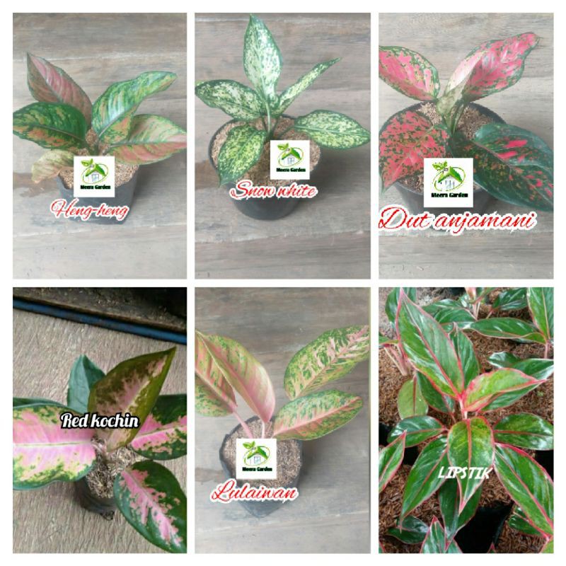 paket bunga aglonema 6 jenis sesuai gambar
