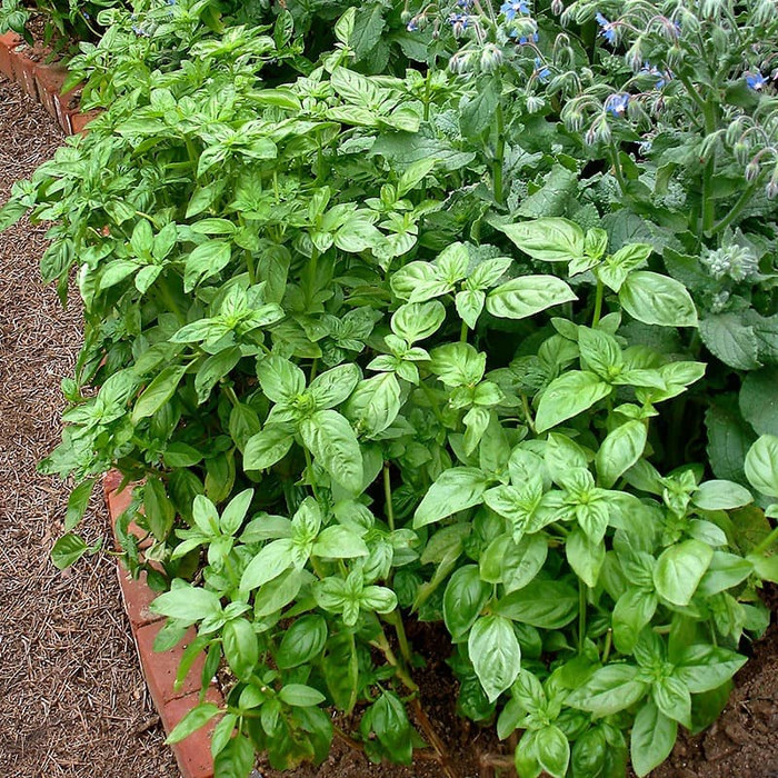 Haira Seed Bibit-Biji Basil Genovese