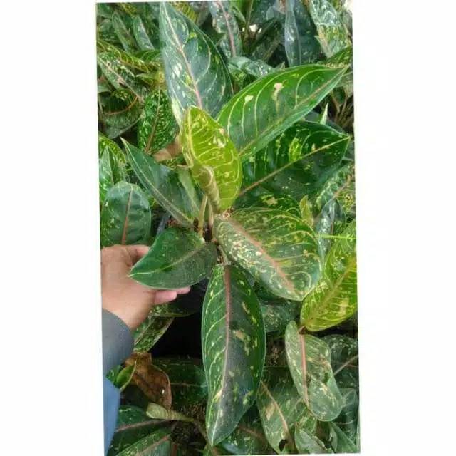 Tanaman hias aglonema donacarmen aglonema donacarmen aglonema