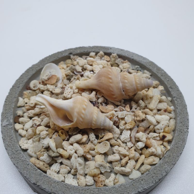 Kerang laut/cangkang keong/rumah kelomang /hiasan dekorasi alami