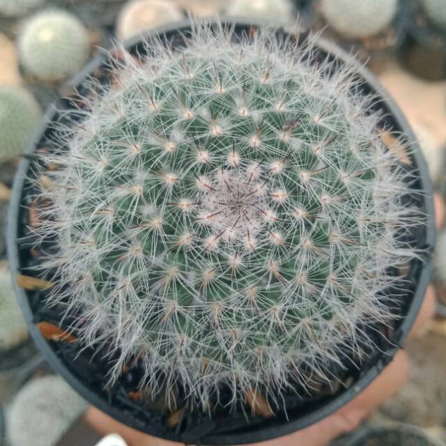 Kaktus Mammillaria - dari biji -