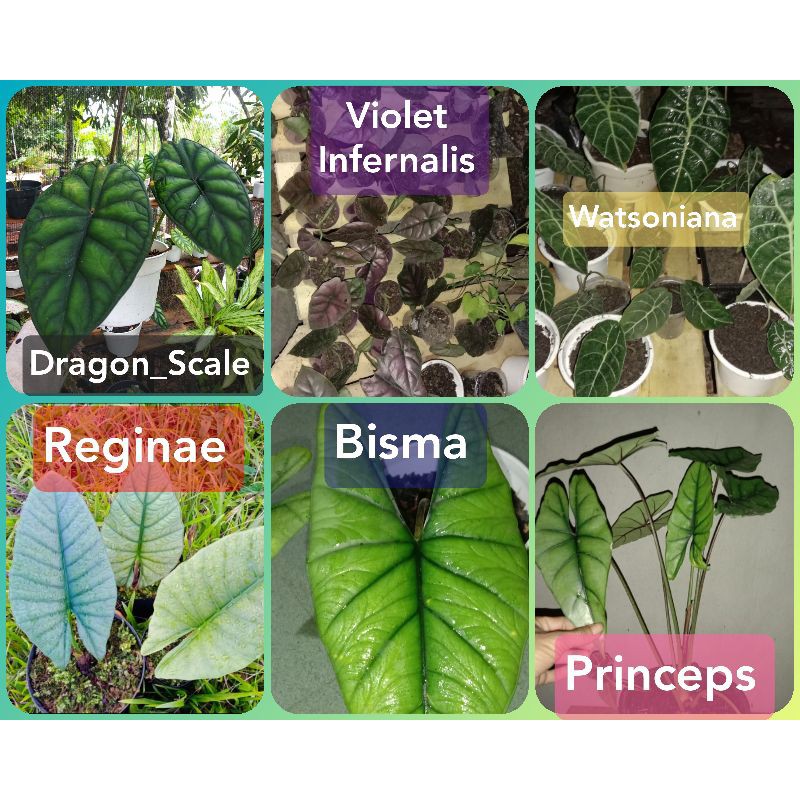 PAKET HEMAT 3 TANAMAN ALOCASIA / ALOCASIA ASLI BORNEO ( RAWATAN )