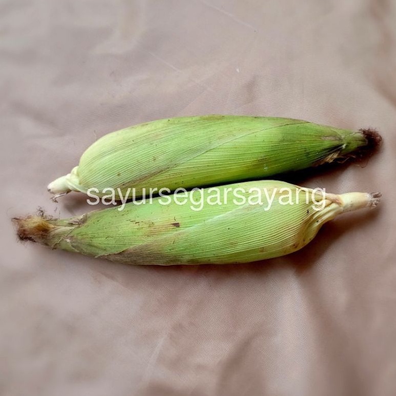 

Jagung Manis 500gr