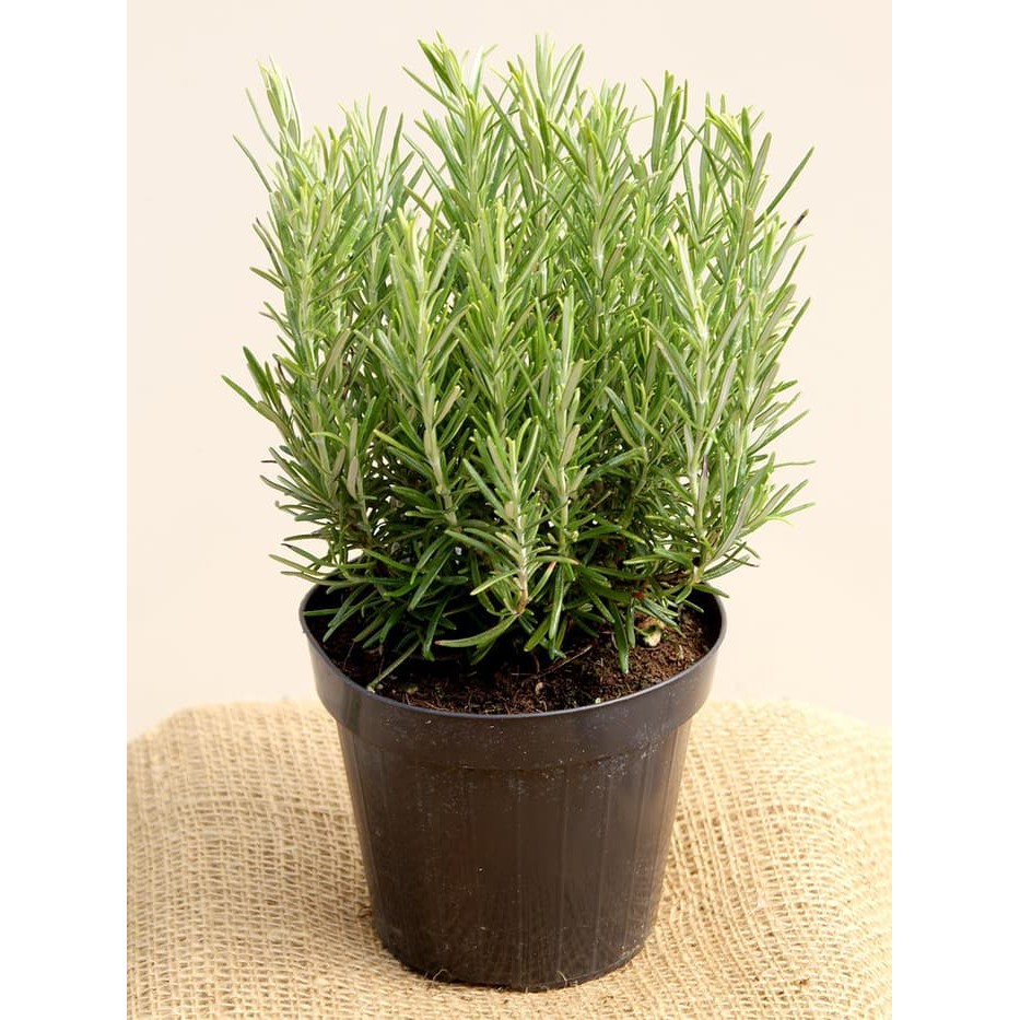 Tanaman rosemary / tanaman herbal rosemary / tanaman pengusir nyamuk /pohon rosemary - Tanaman Hidup