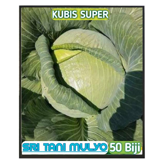 50 Biji - Benih Sayur Kol Kubis GREEN 11 - Bisa Di semua Dataran - Bibit Sayuran Benih Sayuran-2