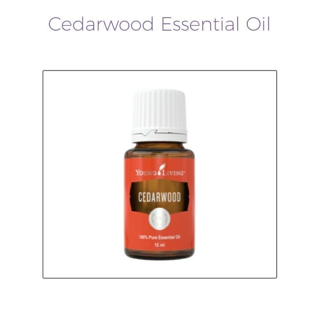 HOT SALE CEDARWOOD YL SEALED & ORIGINAL TERBARU