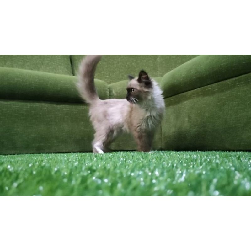 Kucing Himalaya Betina
