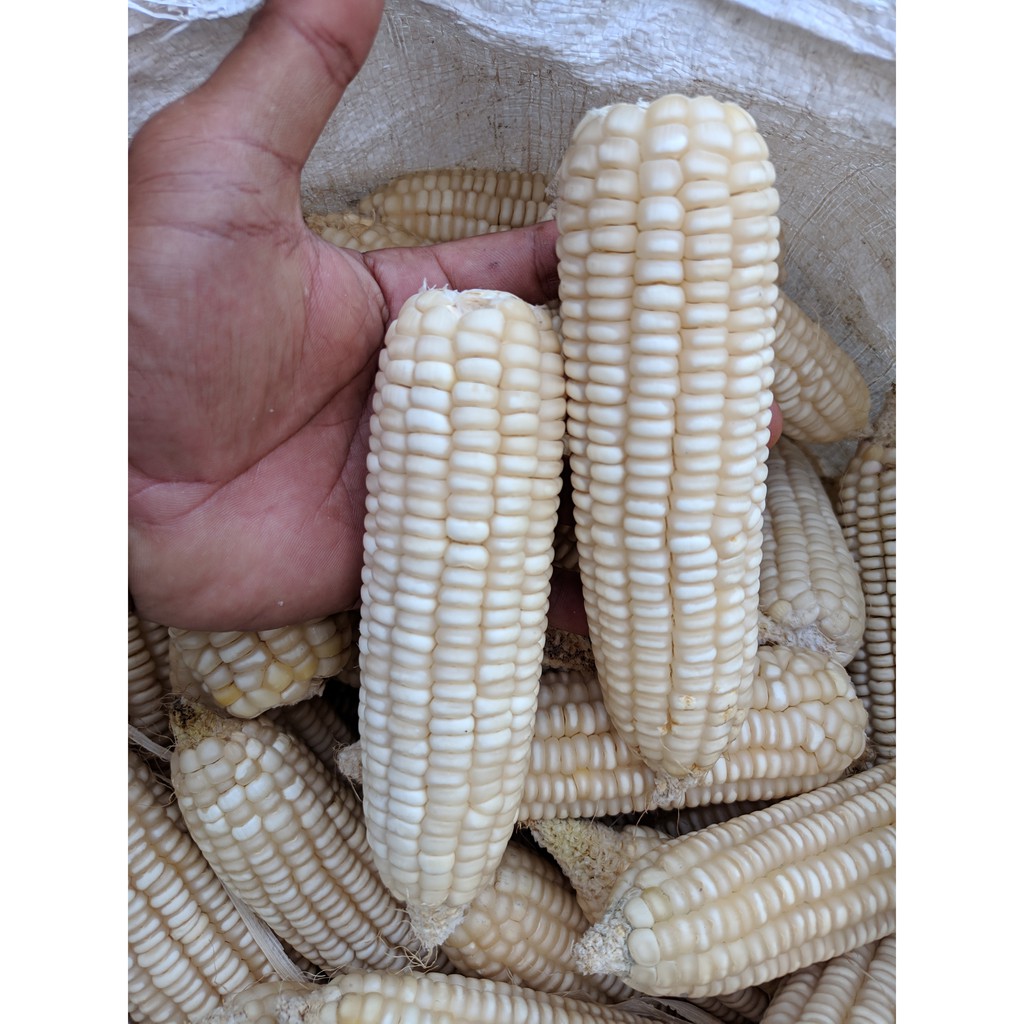 Benih Jagung Ketan Pulut Putih Harga Per 1 2 Kg Shopee Indonesia 