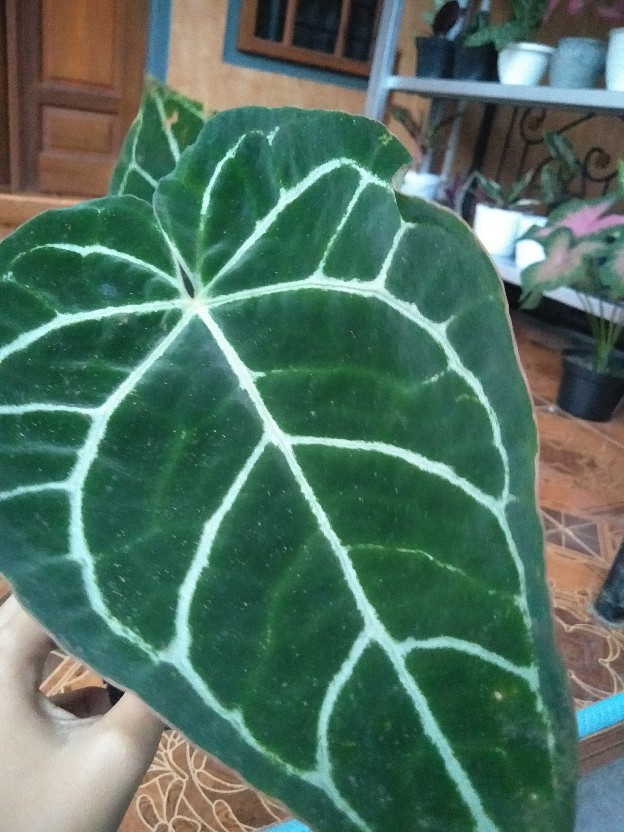 Tanaman Hias Keladi Anturium Kuping Gajah