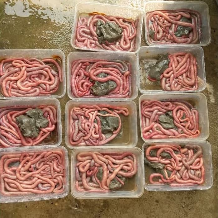 Pumpun/Cacing Nipah Size B isi 32 ekor