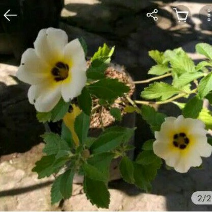 tanaman hias turnera ulmifolia