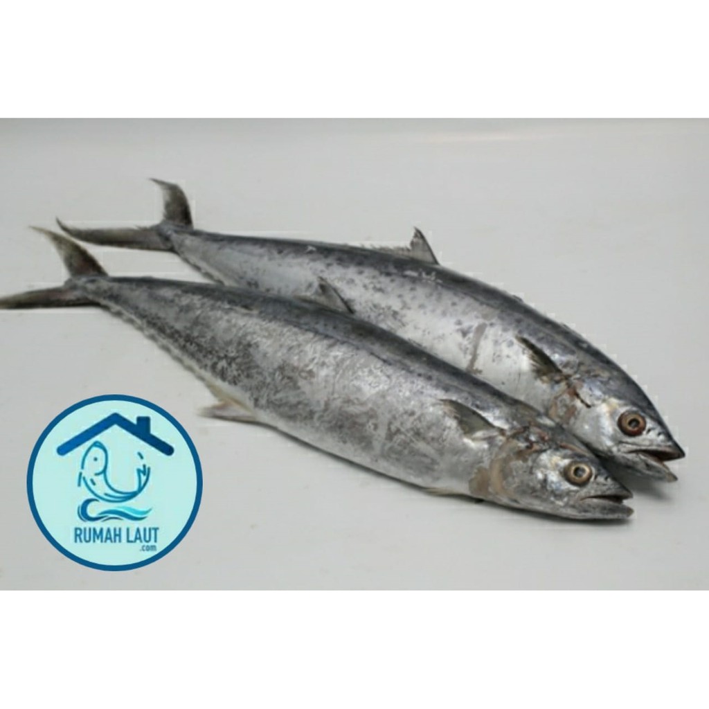 IKAN TENGGIRI SEGAR UTUH FROZEN – 1000gr RUMAH LAUT