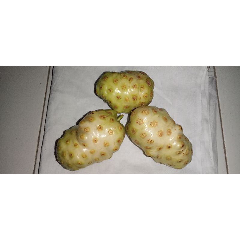 

BUAH MENGKUDU(BUAH PACE JAWA)