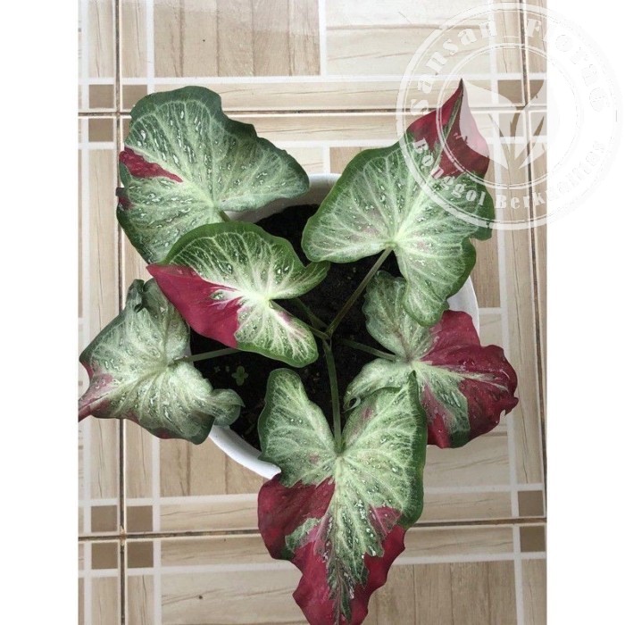 New Promo Bonggol keladi tumpah cat / caladium bibit Tumpah cat