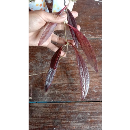 Hoya sulawesiana red